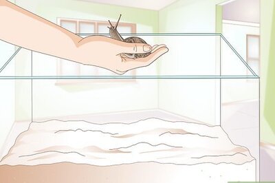 How to Breed a Pet Snail