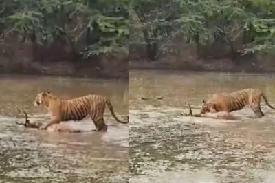 In Rare Video From Ranthambore, Tiger Spotted Dragging Its Fresh Kill