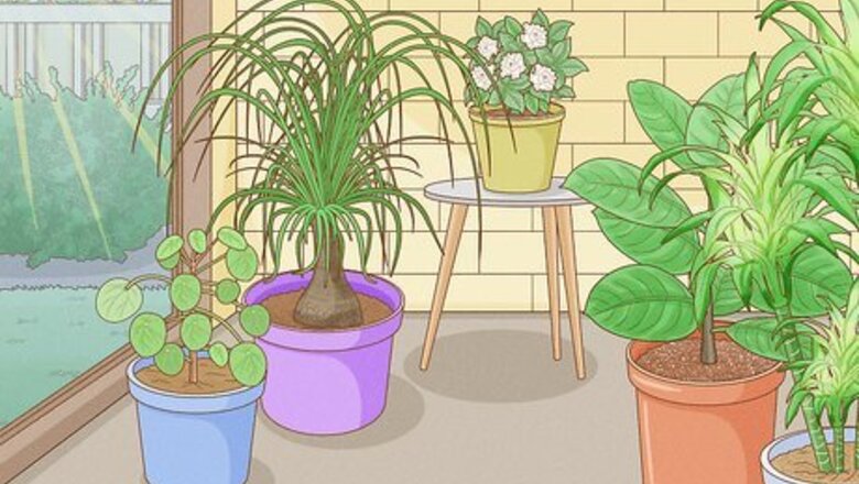 The Best Creative Names for Houseplants