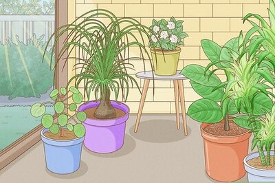 The Best Creative Names for Houseplants