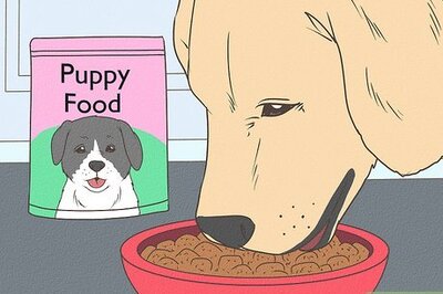 How to Feed a Pregnant Dog Shortly Before Labor