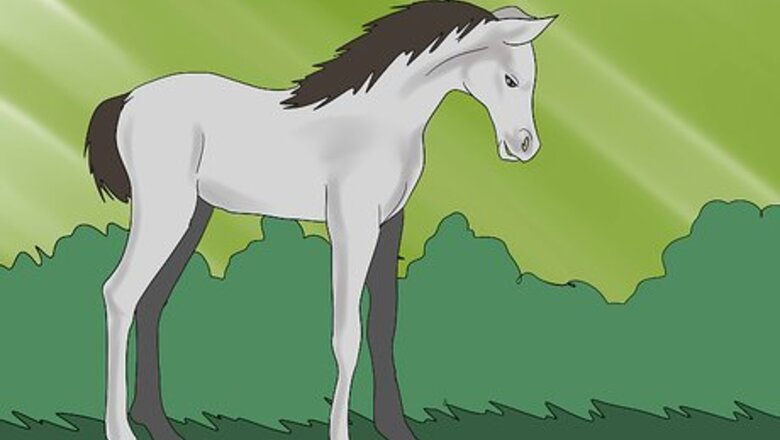 How to Teach a Foal to Lead