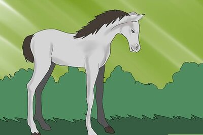 How to Teach a Foal to Lead
