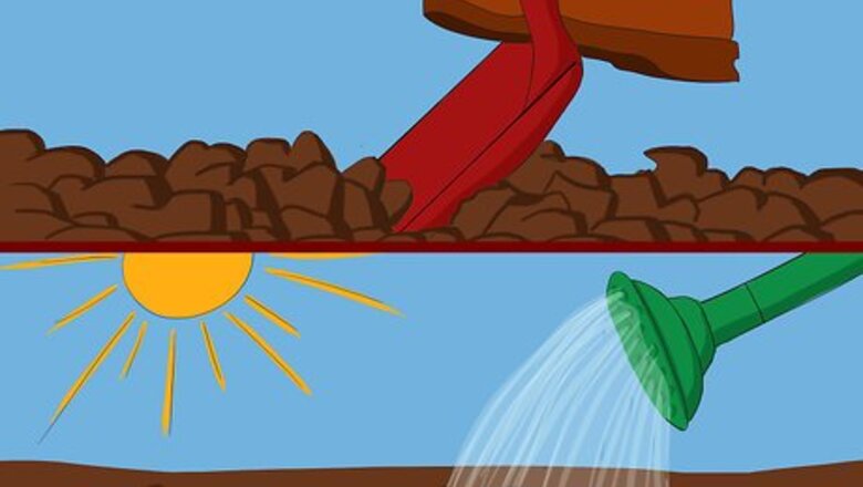 How to Grow Japanese Blood Grass
