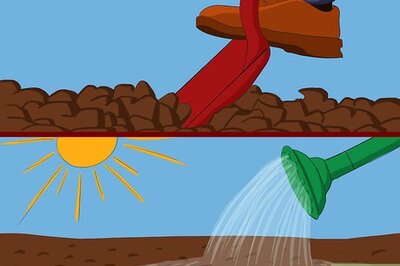 How to Grow Japanese Blood Grass