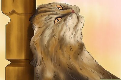 How to Diagnose and Treat Ruptured Eardrums in Cats