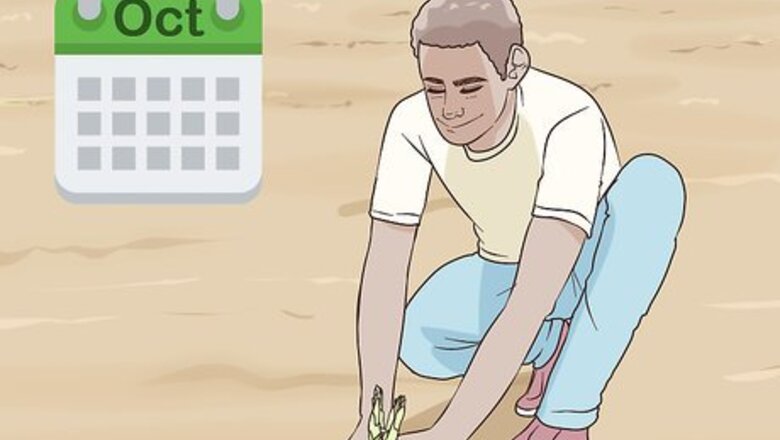 How to Grow Crocus