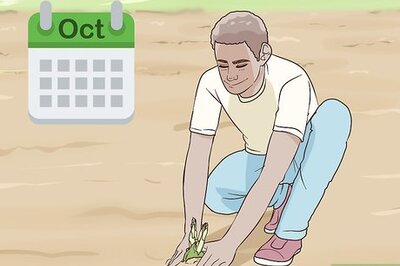 How to Grow Crocus