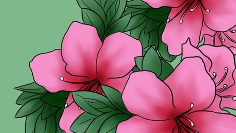 How to Care for Azaleas