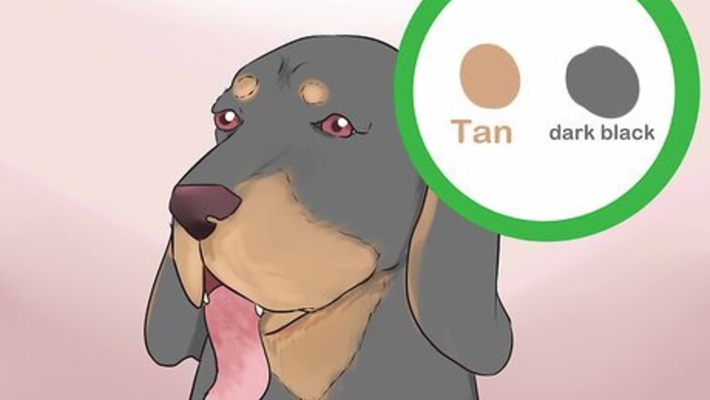How to Identify a Black and Tan Coonhound