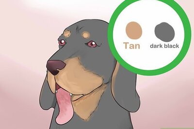 How to Identify a Black and Tan Coonhound