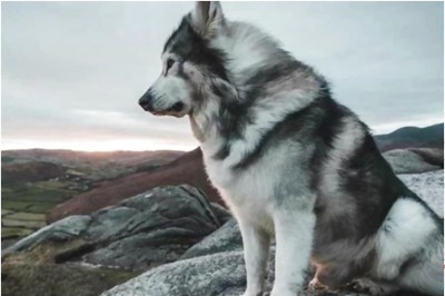 'Game of Thrones' Direwolf Dog Dies of Cancer