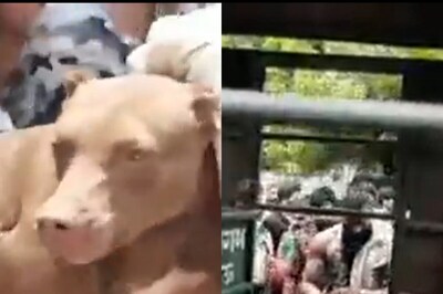 Lucknow Pitbull Attack Case: 'Killer' Dog Returned to its Owner, But With Conditions