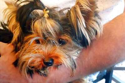 Yorkie's Death At Airport Facility Fuels Legal Fight
