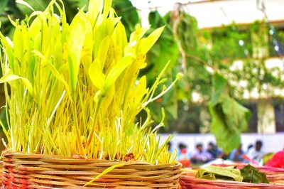 Karma Puja 2022: Date, Rituals, Significance and Wishes