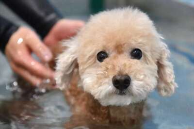 Sit! Stay! NYC dogs to get place at the table at restaurants