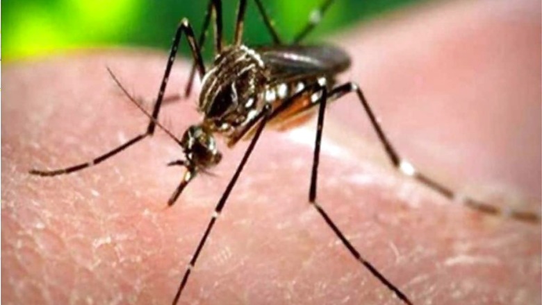 Zika Virus Adds to Kerala's Woes. All You Need to Know About Symptoms, Prevention & Cure