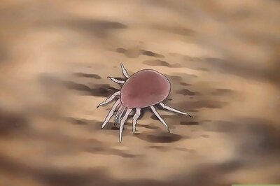 How to Spot Mites on Pet Mice