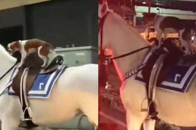'Paw Patrol': Viral Video of Dog Riding a Horse Leaves Internet Baffled