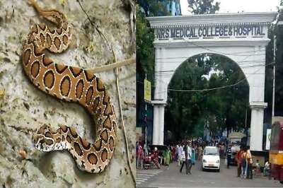 Snake Causes Sleepless Night In Kolkata Hospital