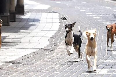 Six Dogs, Including Five Pets, Poisoned to Death in Thane