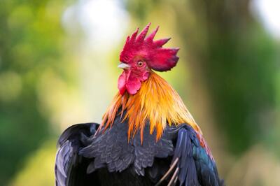 UP Family Holds 'Terahvin' For Rooster Who Died Saving Lamb From Dog, 500 Attend