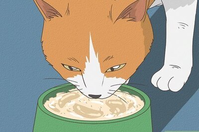 A Complete Guide to Stopping a Cat’s Diarrhea