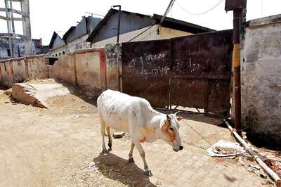 Locked Up by Farmers to Safeguard Crops, 4 Stray Cows Die of Hunger Inside UP School