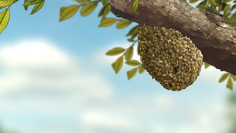 How to Get Rid of a Beehive