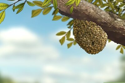 How to Get Rid of a Beehive