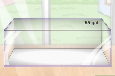 How to Care for an Oscar