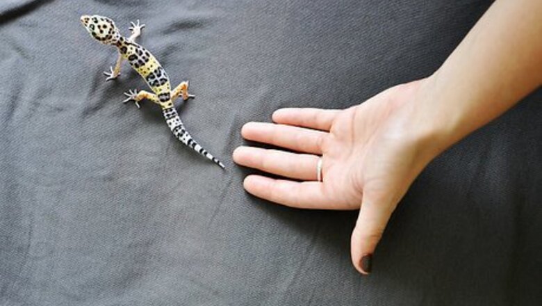 How to Hold a Leopard Gecko