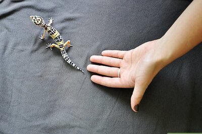 How to Hold a Leopard Gecko