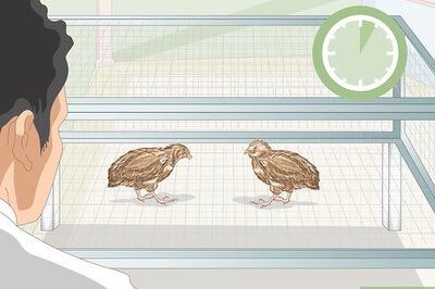 How to Know if Your Quail Is Sick