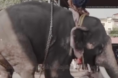 Kerala Couple’s Wedding Photoshoot Captures Elephant Attack, Instagram Video is Viral