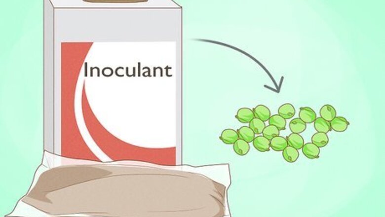 How to Germinate Peas