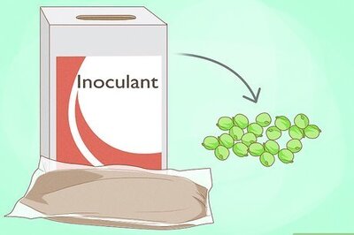 How to Germinate Peas