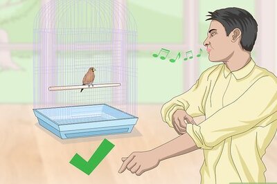 How to Bond with Pet Finches
