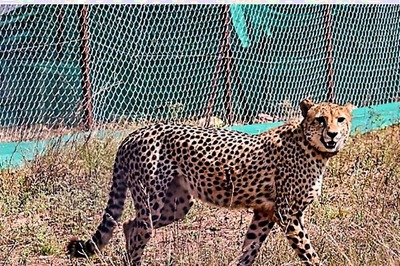 Following Partner Oban, Cheetah Asha Leaves Kuno, Enters Surrounding Village; Official Distressed