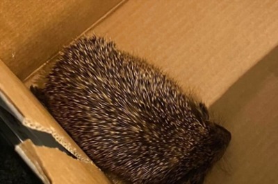 UK Train Cancelled After Squirrel Refuses To Exit, Here's What Happened