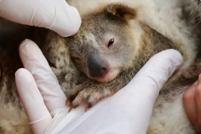 About Three Billion Animals Harmed in Australian Bushfires, WWF Says