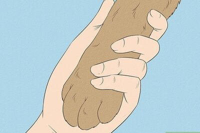 How to Cut an Uncooperative Dog's Nails