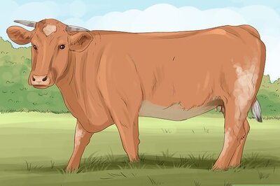 How to Identify Maine Anjou Cattle