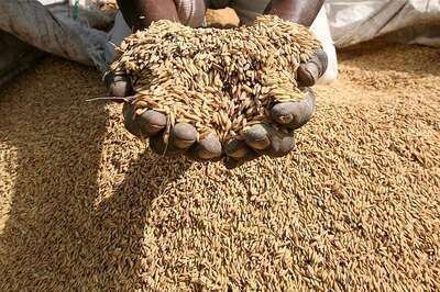 Foodgrain Output May Dip by 9 Million Tonnes in Kharif Season: Assocham