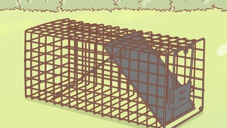 How to Trap an Armadillo
