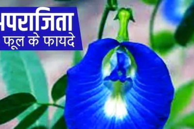 There's More to Butterfly Pea Flowers Than Just Beauty; Know its Health Benefits