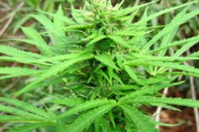Cannabis-based drugs may be harmful