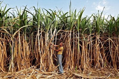 Govt Rules Out Cut in Cane Prices, Asks Sugar Mills to Be Efficient, Profitable