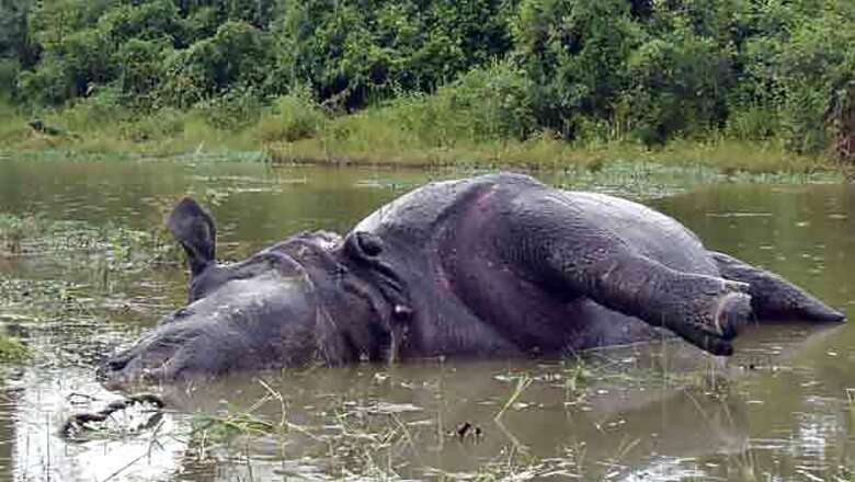 Kaziranga: Another rhino killed, toll rises to 20 in just four months
