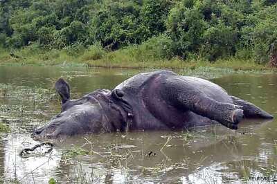 Kaziranga: Another rhino killed, toll rises to 20 in just four months